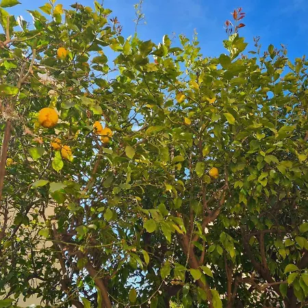 Les Citronniers Apartament Roquebrune-Cap-Martin